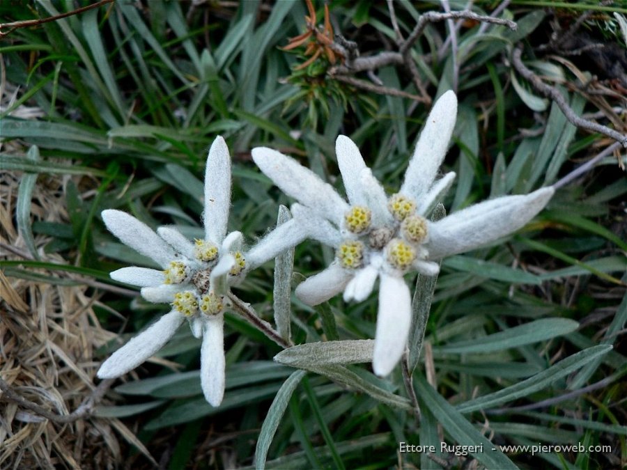 02 -  Edelweiss.jpg